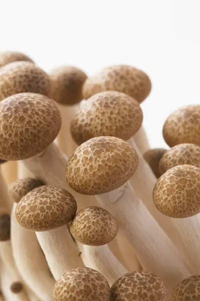 白色背景的新鲜有机蘑菇特写 — 图库照片