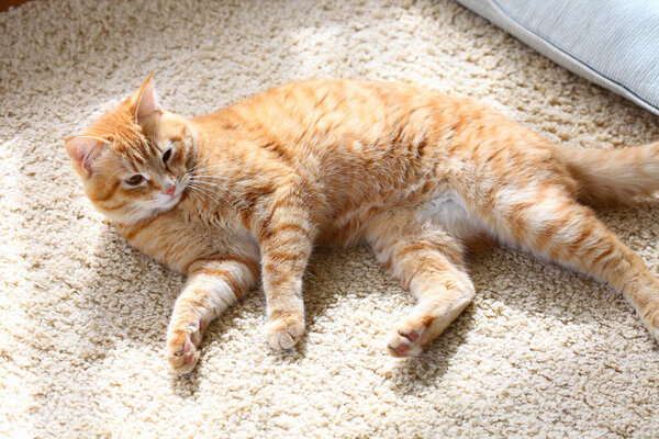 Cute red cat resting on floor, closeup