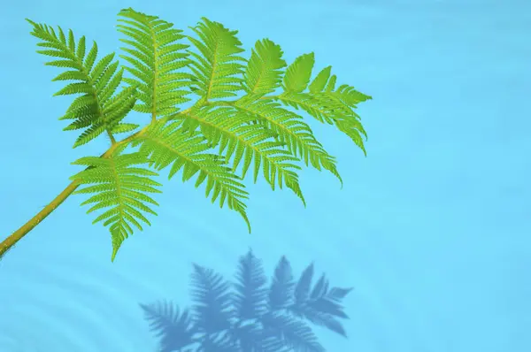 Palm Tree Leaf Pool View — Stock Photo, Image