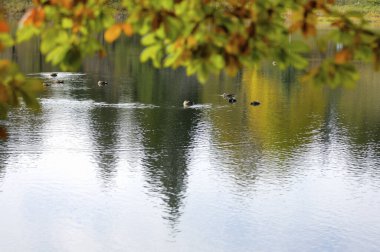Parkta gölde ördekler olan güzel sonbahar manzarası  