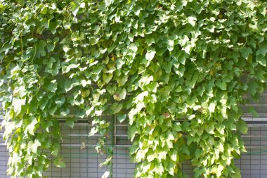 Duvarda sarmaşık yeşili yapraklar