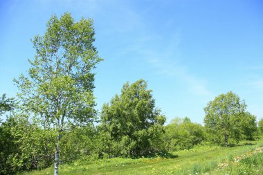 Yaz otlağında yeşil ağaçlar, gündüz manzarası 
