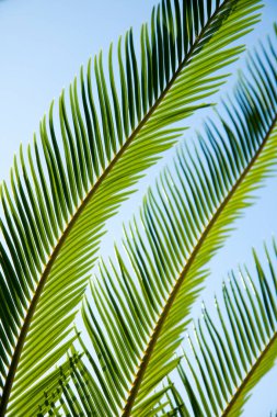 Gökyüzü arka planında yeşil palmiye yaprakları