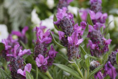 Çiçekli Güzel Bahçe.