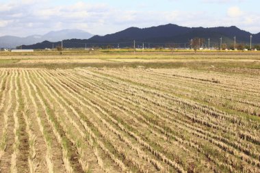 Pirinç tarlası ve dağlarda genç bir buğdayla güzel bir manzara.