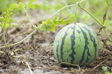 Bahçede büyüyen olgun karpuz 