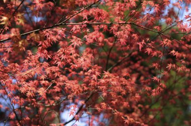 Güzel botanik fotoğrafı, doğal duvar kağıdı.