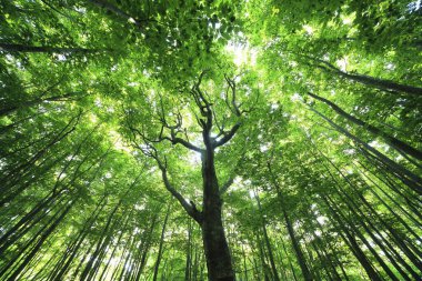 Japonya 'daki Bambu Ormanı