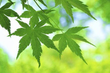 Taze yeşil yaprakların yakın plan görüntüsü doğal arka plan    