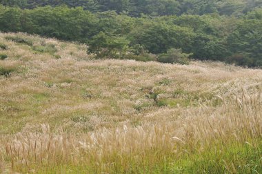 Doğa arka planında uzun otların olduğu bir alan.