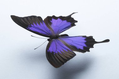 Beyaz arka planda kelebek