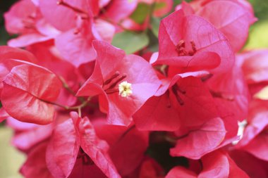 Bahçedeki güzel kırmızı gainvillea çiçeği