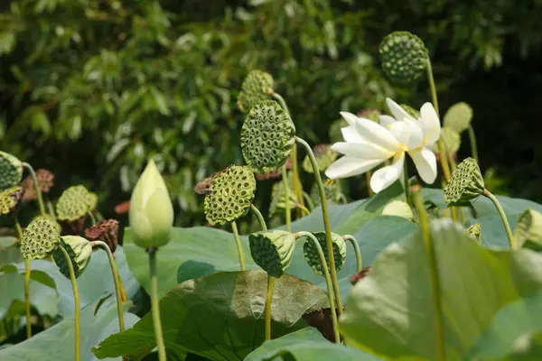 Fleurs Lotus Dans Jardin — Photo