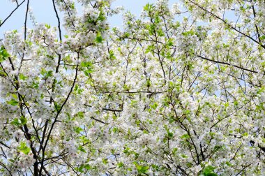 Bahar parkındaki ağaçta kiraz çiçeği 
