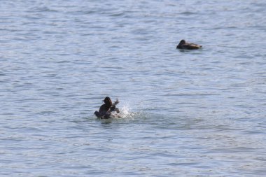Gündüz gölde yüzen güzel ördekler    