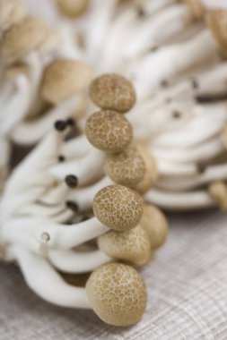 Beyaz masada taze Shimeji mantarları.