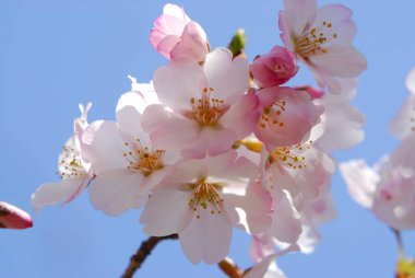 Ağaçtaki bir çiçeğe yakın çekim