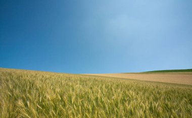 Mavi gökyüzünün arka planında güzel buğday tarlası  