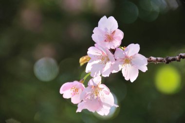 Bahçedeki güzel pembe çiçekler, baharda açan ağaçlar.