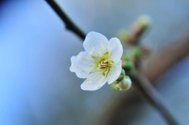 kiraz çiçekleri güzel arkaplan yakın görünüm