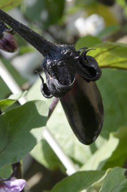 close up of eggplant in the garden, close up