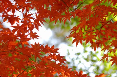 Sonbahar yaprakları, sonbahar bitkileri