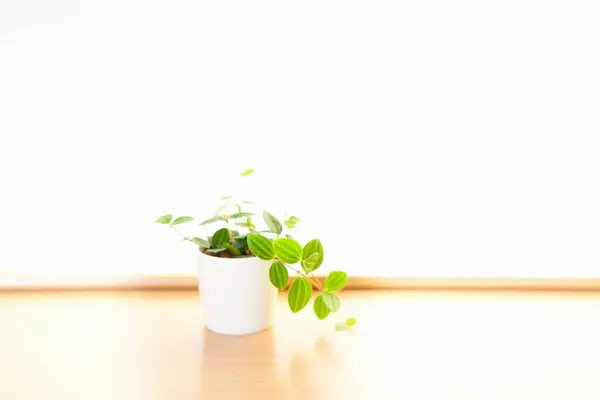 Pflanze Weißen Topf Mit Grünen Blättern Auf Holztisch Mit Sonnenlicht — Stockfoto