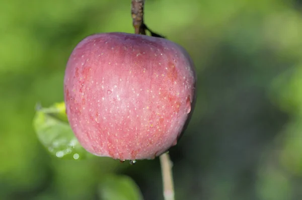 庭の赤いリンゴ — ストック写真