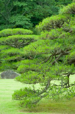 Parktaki yeşil bitkilerin güzel bir görüntüsü.