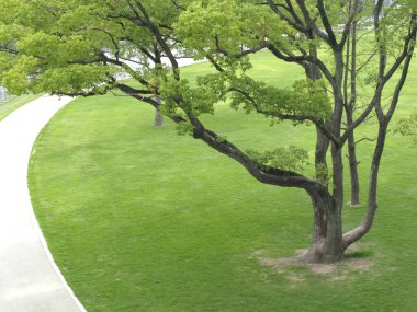 Parktaki güzel yeşil ağaç ve çimenler