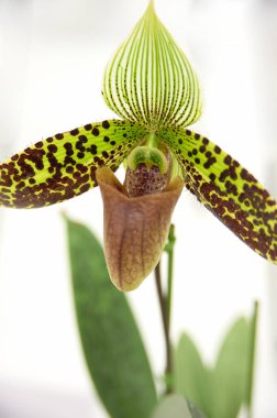 Yeşil ve siyah çiçekli bir çiçek.