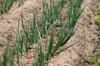 Bahçede yetişen taze soğan