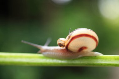 Bitkinin sapında sürünen bir salyangoz.