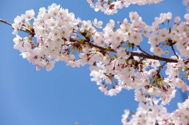 Ağaçlarda açan güzel bahar çiçekleri