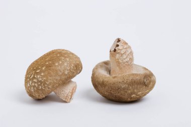 Beyaz arka planda izole edilmiş çiğ şampiyon mantarları