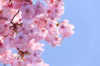 Renkli bahar çiçekleri güneş ışığında çiçek açıyor 