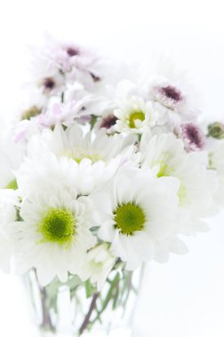 Arka planda vazodaki güzel papatyalar, kapatın.