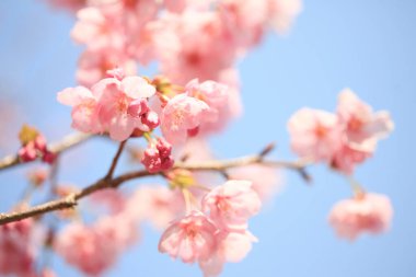 Gökyüzüne karşı kiraz çiçekleri