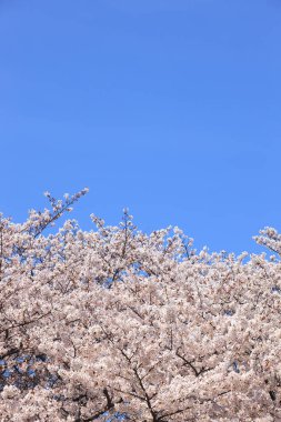 Renkli bahar çiçekleri güneş ışığında çiçek açıyor 