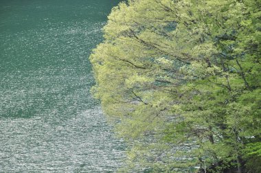 Ormanlar arasında güzel bir nehir. doğa arkaplanı