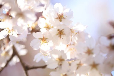 Gökyüzüne karşı kiraz çiçekleri