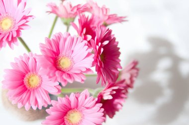 Güzel pembe Gerbera çiçekleri, yakın çekim manzarası.