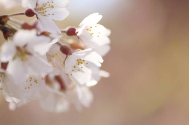 Gökyüzüne karşı kiraz çiçekleri