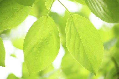 Yeşil yaprak dokusu, doğa bitki örtüsü, çevre yaprakları