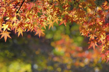 Japonya'da sonbahar yaprakları.