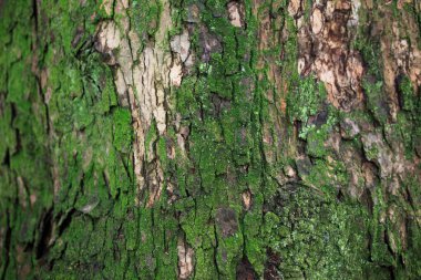 ağaç kabuğu dokusu arkaplanı