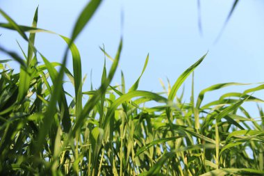 yeşil çim alan mavi gökyüzü arka plan