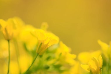 Renkli bahar çiçekleri güneş ışığında çiçek açıyor 