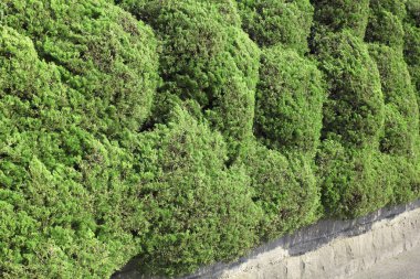 Çalılarla çevrili yeşil duvar. 