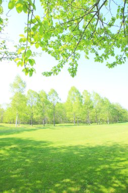 Yaz parkında gündüz vakti yeşil bitkiler ve ağaçlar 